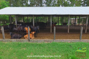 Fazenda 303 HA - Glorinha RS.00_03_04_16.Quadro005_6fa32b3e159317c77f64403d9f4f059af1e5b55f.jpg